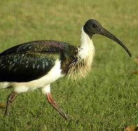 Toowoomba Water Bird Habitat - Australia Accommodation