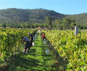 Savina Lane Premum Wines - Australia Accommodation 1