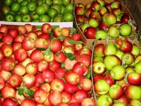 Suttons Juice Factory And Cidery - Australia Accommodation 2