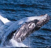 Sydney Eco Whale Watching - Australia Accommodation