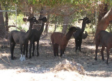 Cohunu Koala Park - Australia Accommodation 2