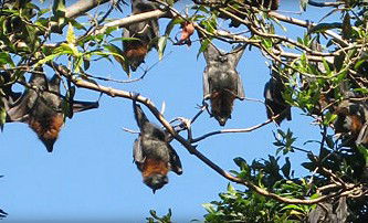 Blackbutt Reserve - Australia Accommodation 1