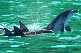 Sydney Weekend Adventures - Australia Accommodation 1