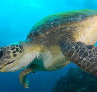 Byron Bay Dive Centre - Australia Accommodation