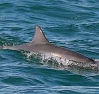 Byron Bay Dolphin Wildlife Tours - Australia Accommodation