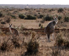 Silver City Tours - Australia Accommodation 1