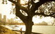 Royal Botanic Gardens And The Domain - thumb 0
