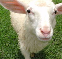 Golden Ridge Animal Farm - Australia Accommodation