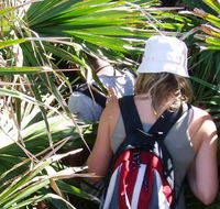Palm Jungle loop track - Australia Accommodation