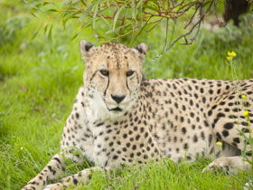 Monarto Open Range Zoo - Australia Accommodation 3