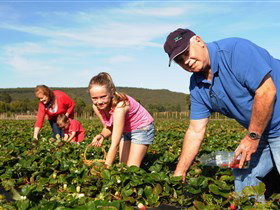 Mount Compass And District Produce And Tourist Trail - Australia Accommodation 1