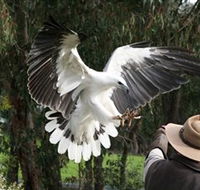 Raptor Domain - Australia Accommodation