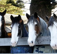 Victor Harbor Horse Drawn Tramway - Australia Accommodation