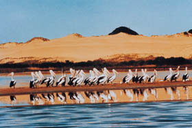 Coorong National Park - Australia Accommodation 0