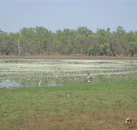 Leaning Tree Lagoon Nature Park - Australia Accommodation