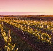 Ralph Fowler Wines - Australia Accommodation