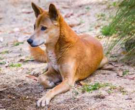 Territory Wildlife Park - Australia Accommodation 2