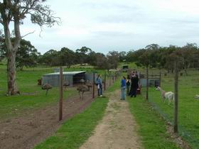 Avenue Emus - Australia Accommodation 0