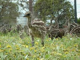Avenue Emus - Australia Accommodation 1