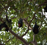 Manngarre Rainforest Walk - Australia Accommodation
