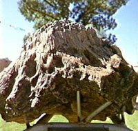 Fossilised Tree - Australia Accommodation