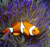 Reef HQ Aquarium - Australia Accommodation