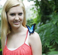 Australian Butterfly Sanctuary - Australia Accommodation