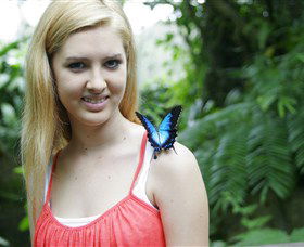 Australian Butterfly Sanctuary - Australia Accommodation 0