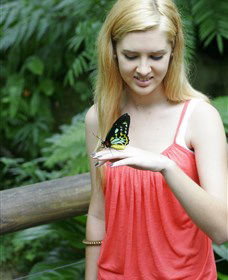 Australian Butterfly Sanctuary - Australia Accommodation 1