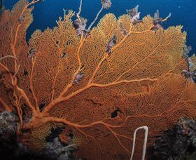 Eddy Reef Dive Site - Australia Accommodation 3