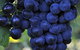 De Bortoli Wines Bilbul - thumb 0