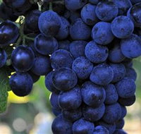 De Bortoli Wines Bilbul - Australia Accommodation
