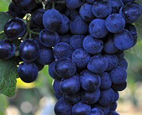 De Bortoli Wines Bilbul - Australia Accommodation 0