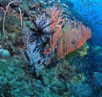 SS Yongala Dive Site - Australia Accommodation