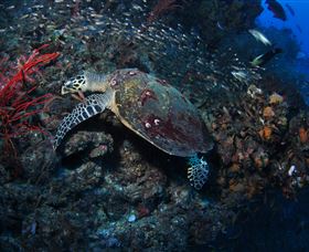 SS Yongala Dive Site - Australia Accommodation 3