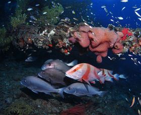 SS Yongala Dive Site - Australia Accommodation 2
