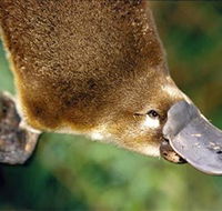 Eungella National Park - Australia Accommodation