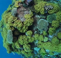 Keeper Reef Dive Site - Australia Accommodation
