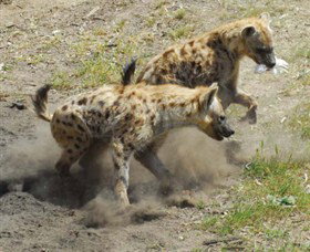 Altina Wildlife Park - Australia Accommodation 0