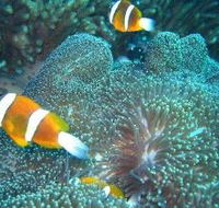 Davies Reef Dive Site - Australia Accommodation