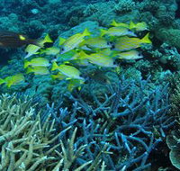 Castle Rock Dive Site - Australia Accommodation