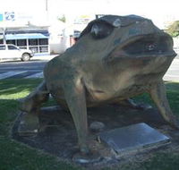 Big Cane Toad - Australia Accommodation