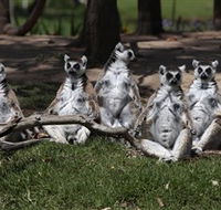 Savannah Visitor Plaza Taronga Western Plains Zoo Dubbo - Australia Accommodation