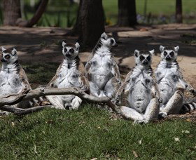 Savannah Visitor Plaza, Taronga Western Plains Zoo Dubbo - Australia Accommodation 0