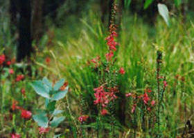 Enfield State Park - Australia Accommodation 0