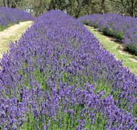 Yuulong Lavender Estate - Australia Accommodation