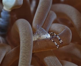 Monolith Dive Site - Australia Accommodation 1