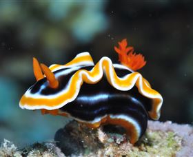 Monolith Dive Site - Australia Accommodation 0