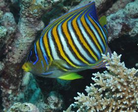 Monolith Dive Site - Australia Accommodation 3