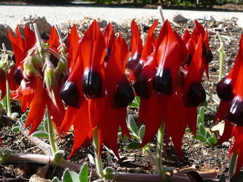 Australian Inland Botanic Gardens - Australia Accommodation 1
